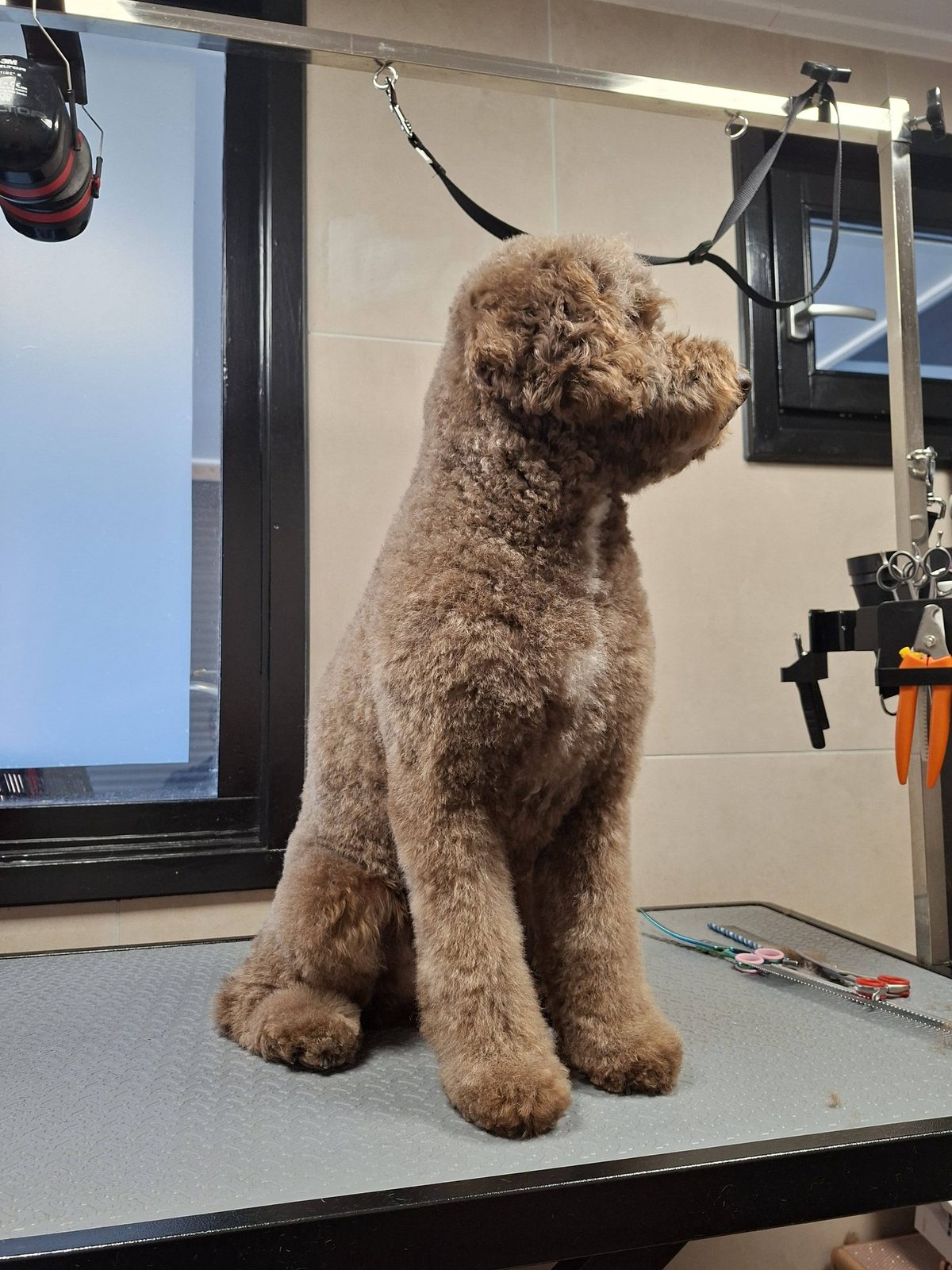 Een bruine doodle, net getrimd