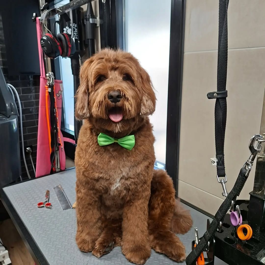 Een roodbruine doodle met een groene strik