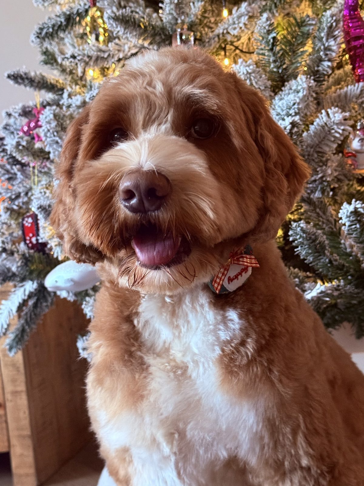 Ted, klaar voor de feestdagen