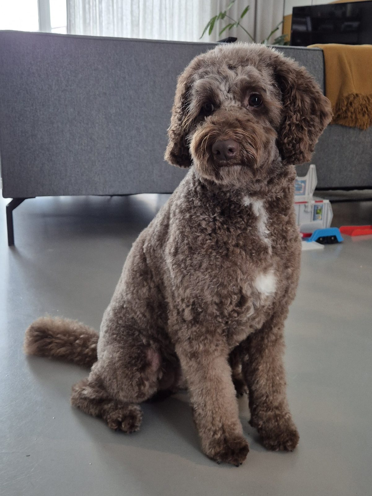 Hun labradoodle, thuis na de trimbeurt