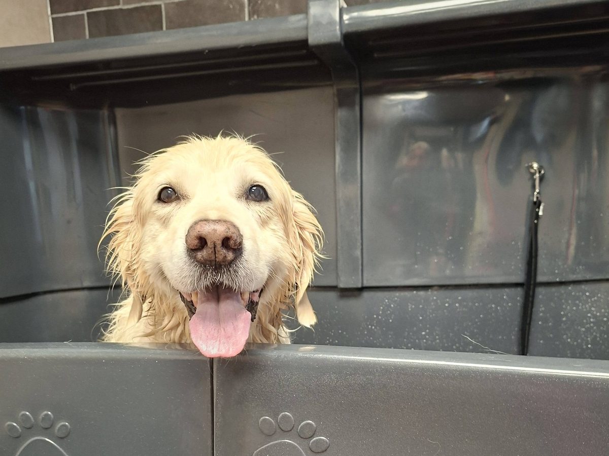 Een natte golden retriever kijkt blij over de rand van het bad in de salon