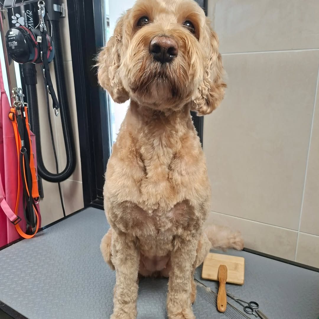 Rosie, net getrimd op de trimtafel