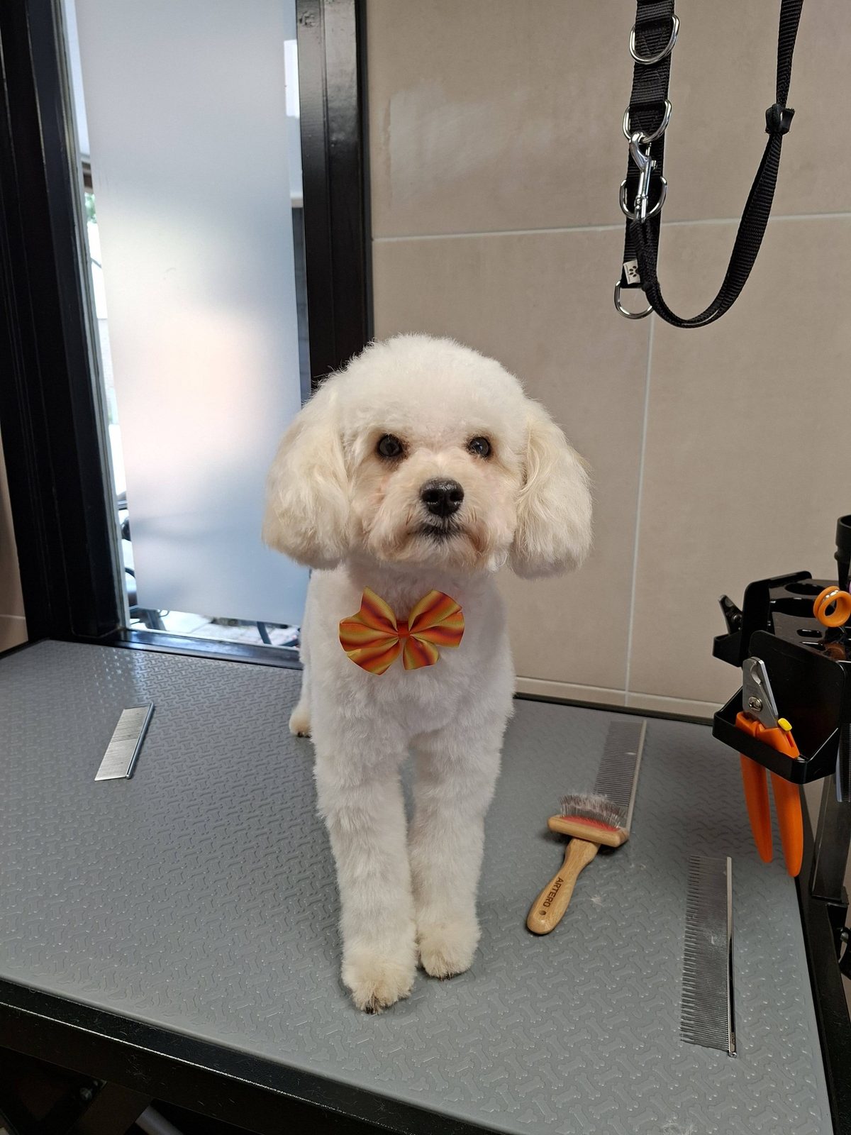 Een klein wit hondje met een oranje strik op de trimtafel